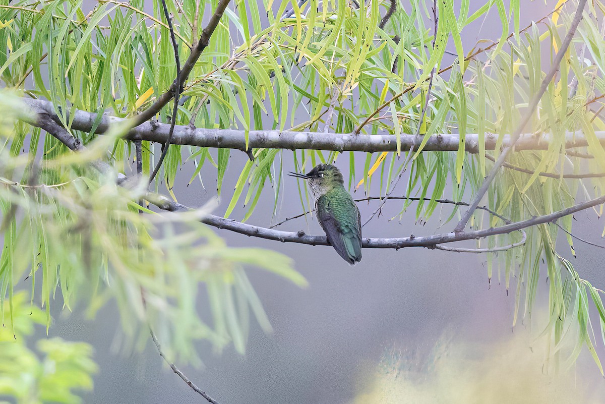 Green-backed Firecrown - ML574440651