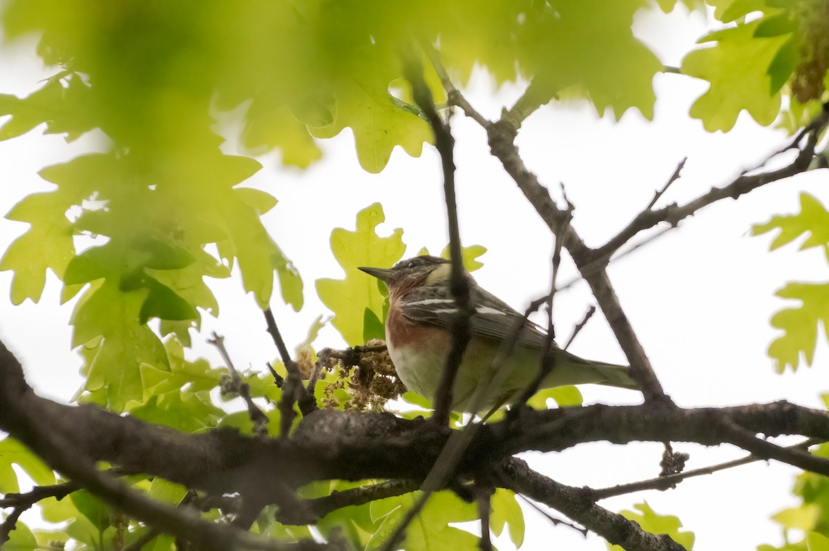 Bay-breasted Warbler - ML574442051