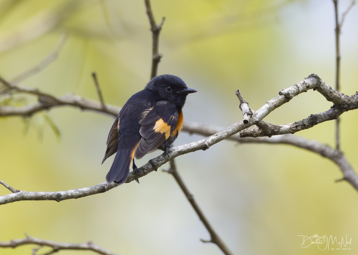 eBird Checklist 11 May 2023 Manorville Hills County Park 35 species
