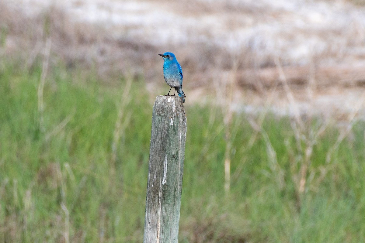 Mountain Bluebird at White Lake, Okanagan Falls by Chris McDonald