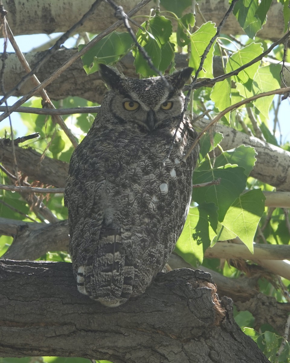 Great Horned Owl - ML574445671