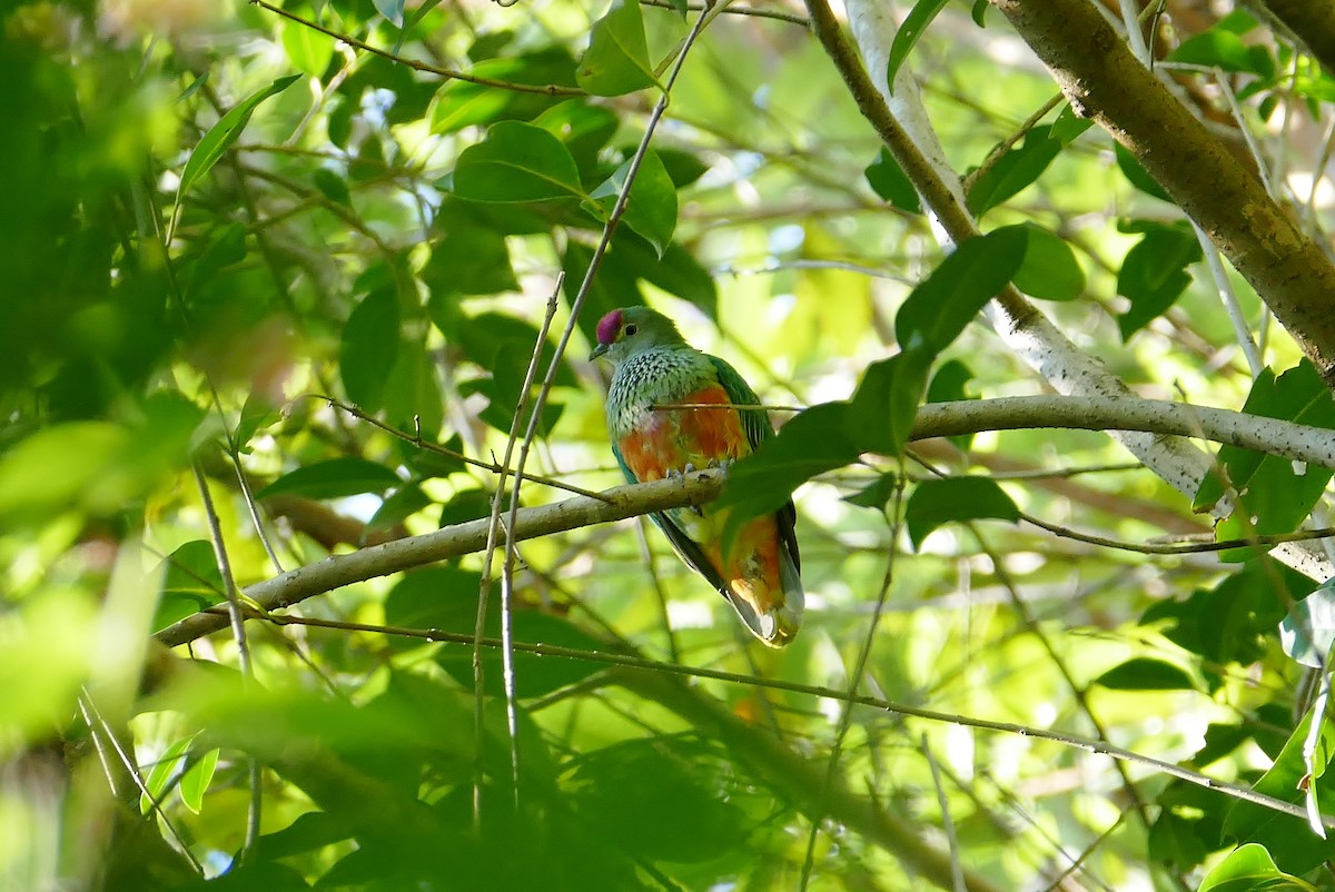 Rose-crowned Fruit-Dove - ML57444851