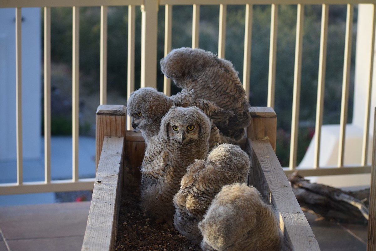 Great Horned Owl - ML57444861