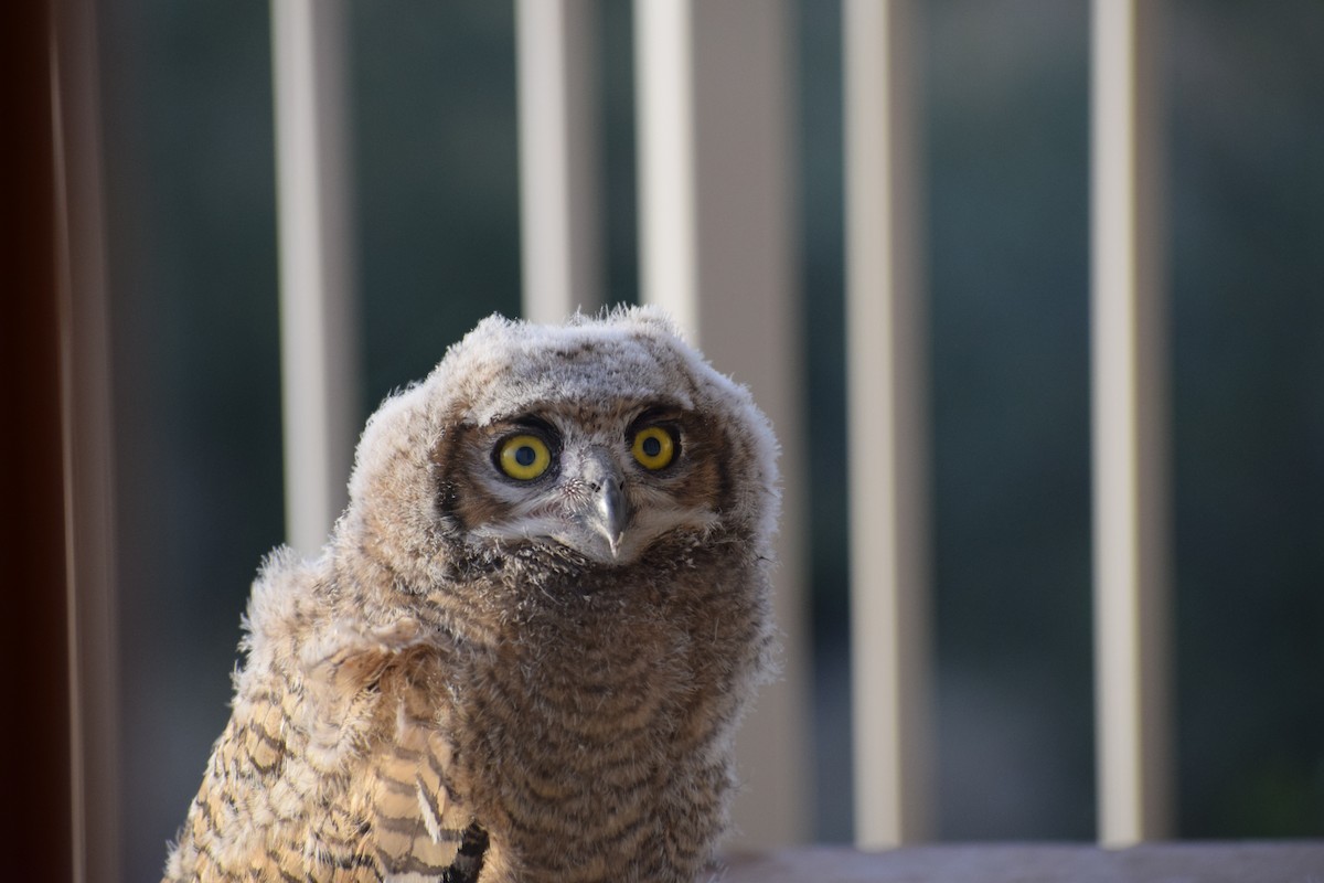 Great Horned Owl - ML57445121