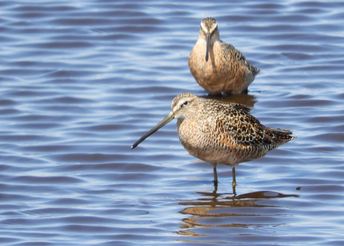 Long-billed Dowitcher - ML574455341