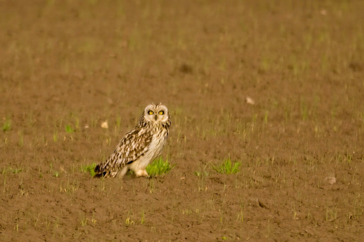 Short-eared Owl - ML574457211