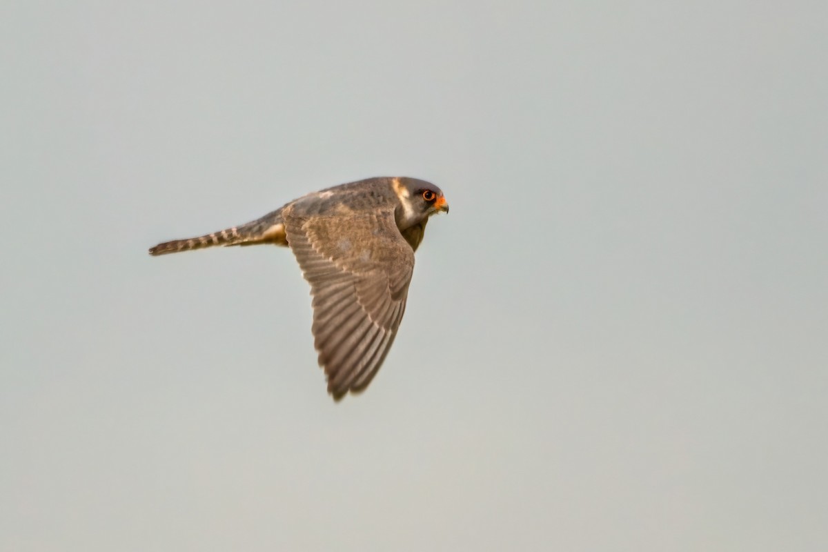 Red-footed Falcon - ML574457611