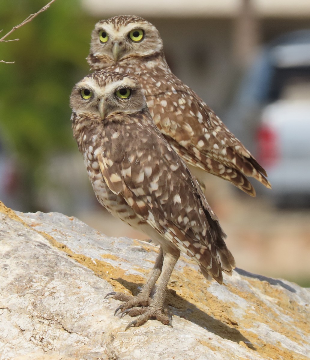 Burrowing Owl - Manuel Pérez R.