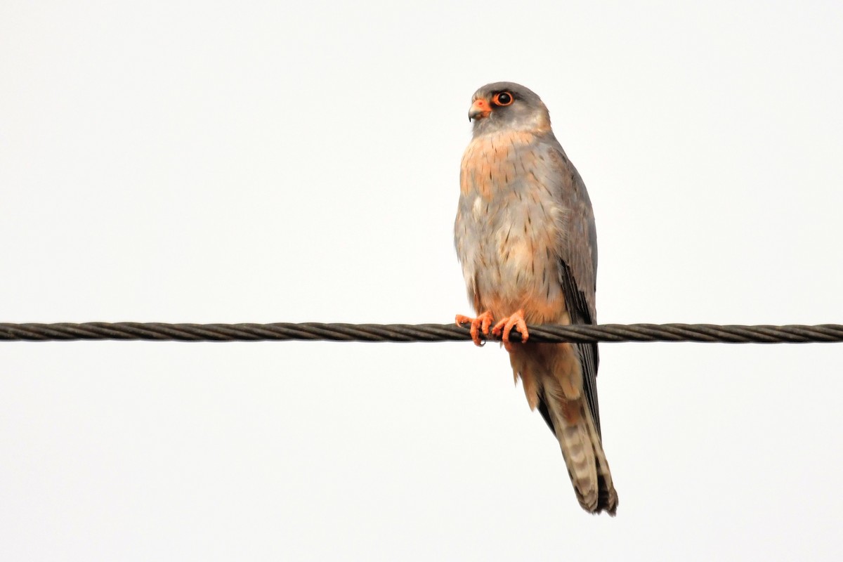 Red-footed Falcon - ML574458771