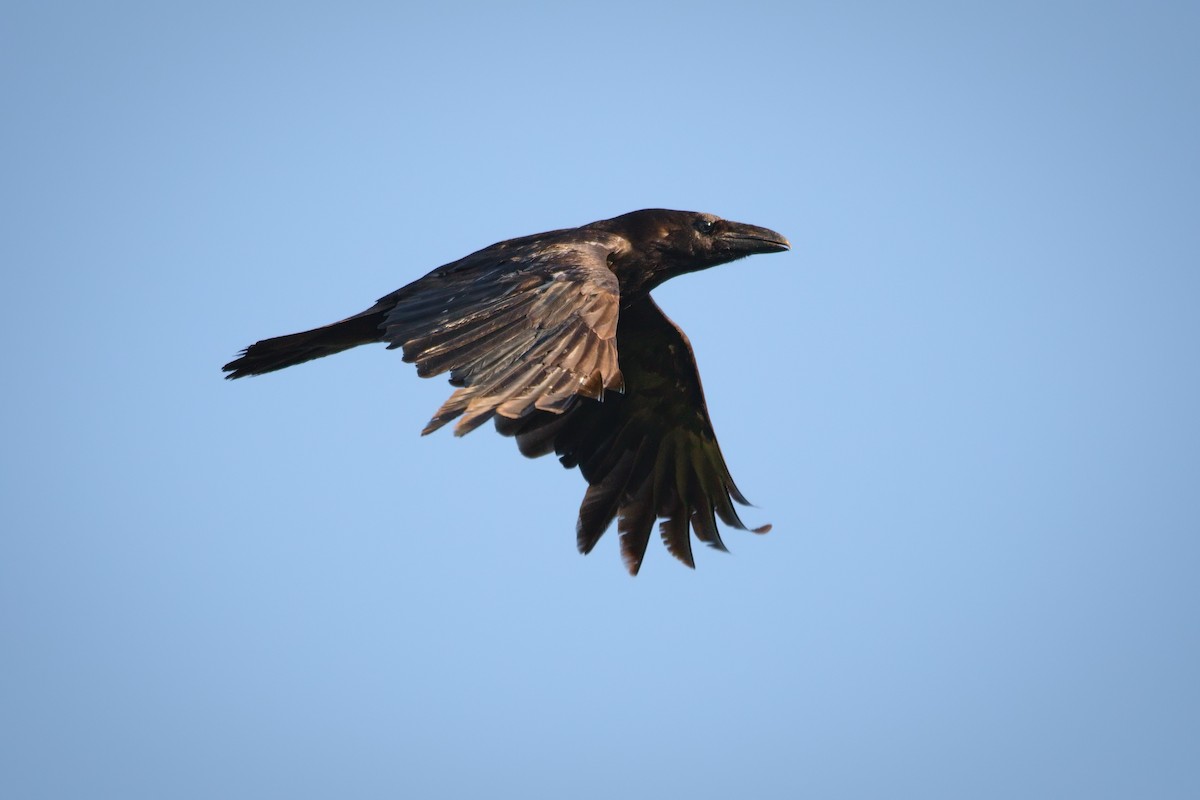 Common Raven - ML574458961
