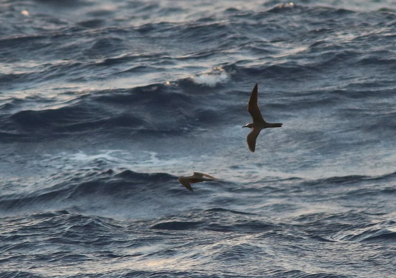 eBird Checklist - 18 Feb 2017 - Isla Roca Partida - 5 species (+1 other ...