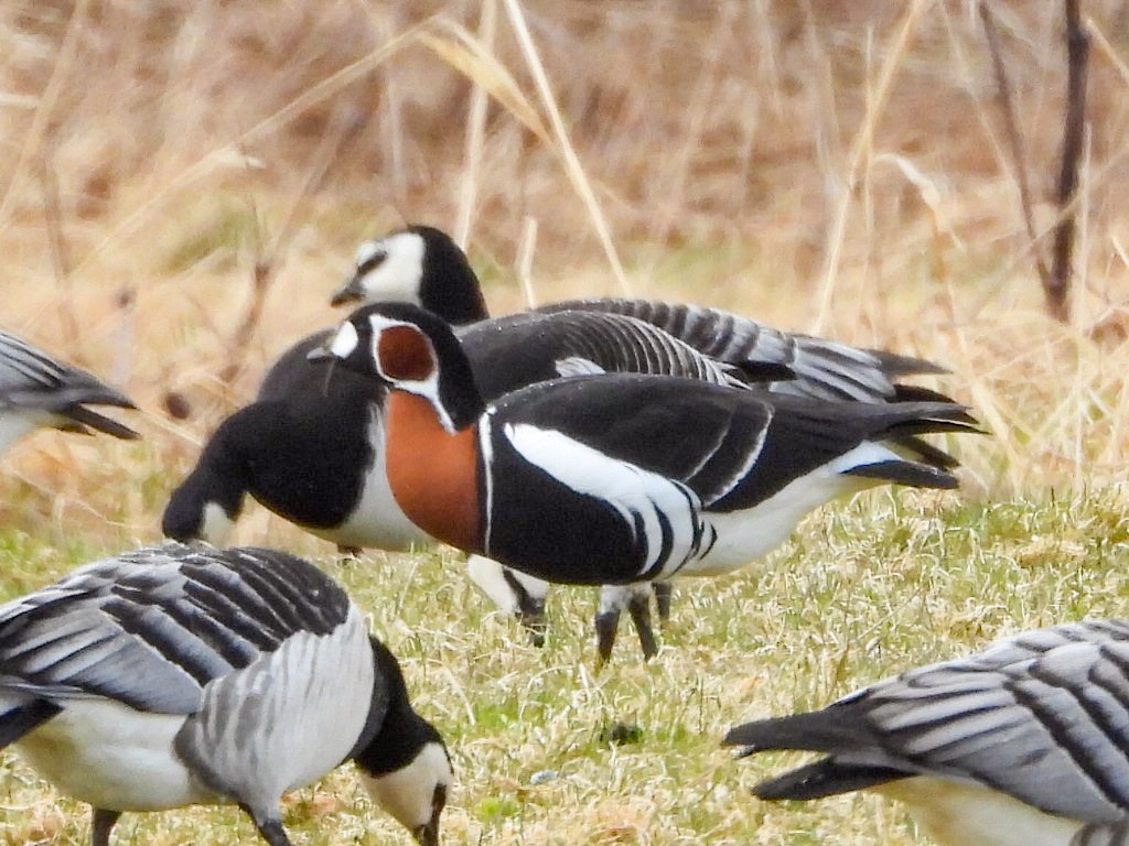 Red-breasted Goose - ML574468631