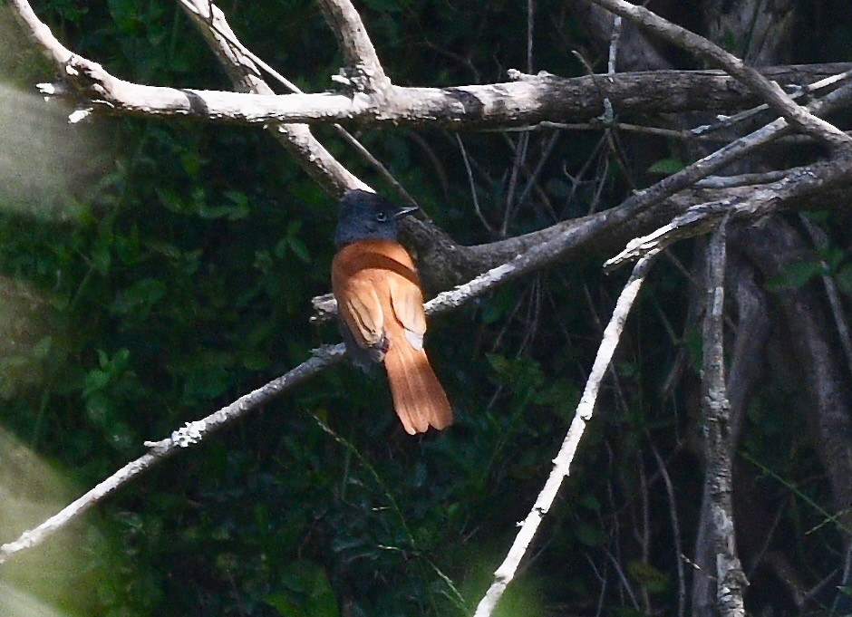 African Paradise-Flycatcher - Win Ahrens