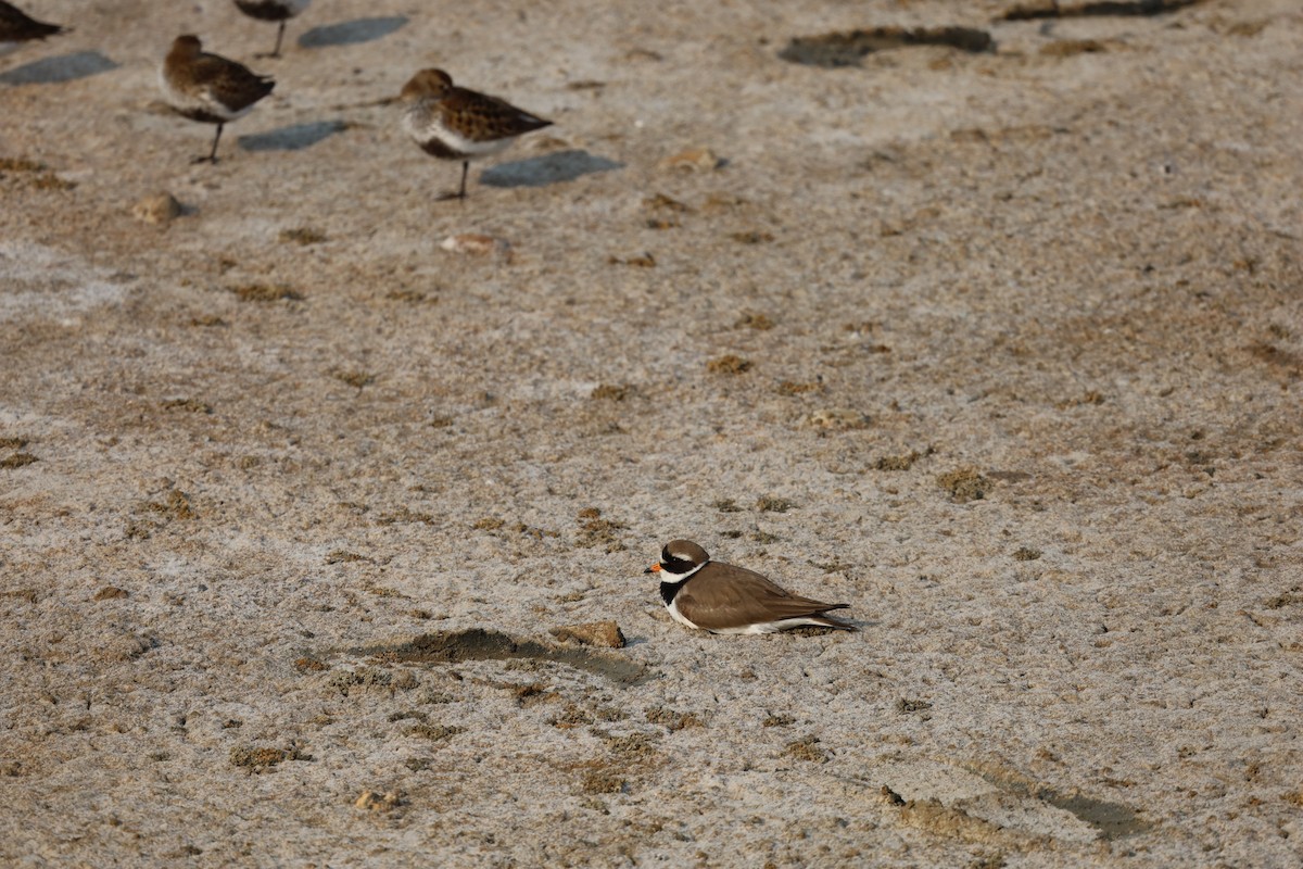 Common Ringed Plover - ML574473221