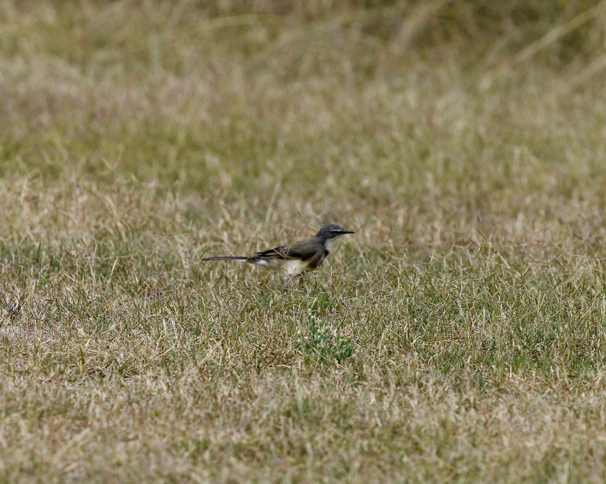 Cape Wagtail - Win Ahrens