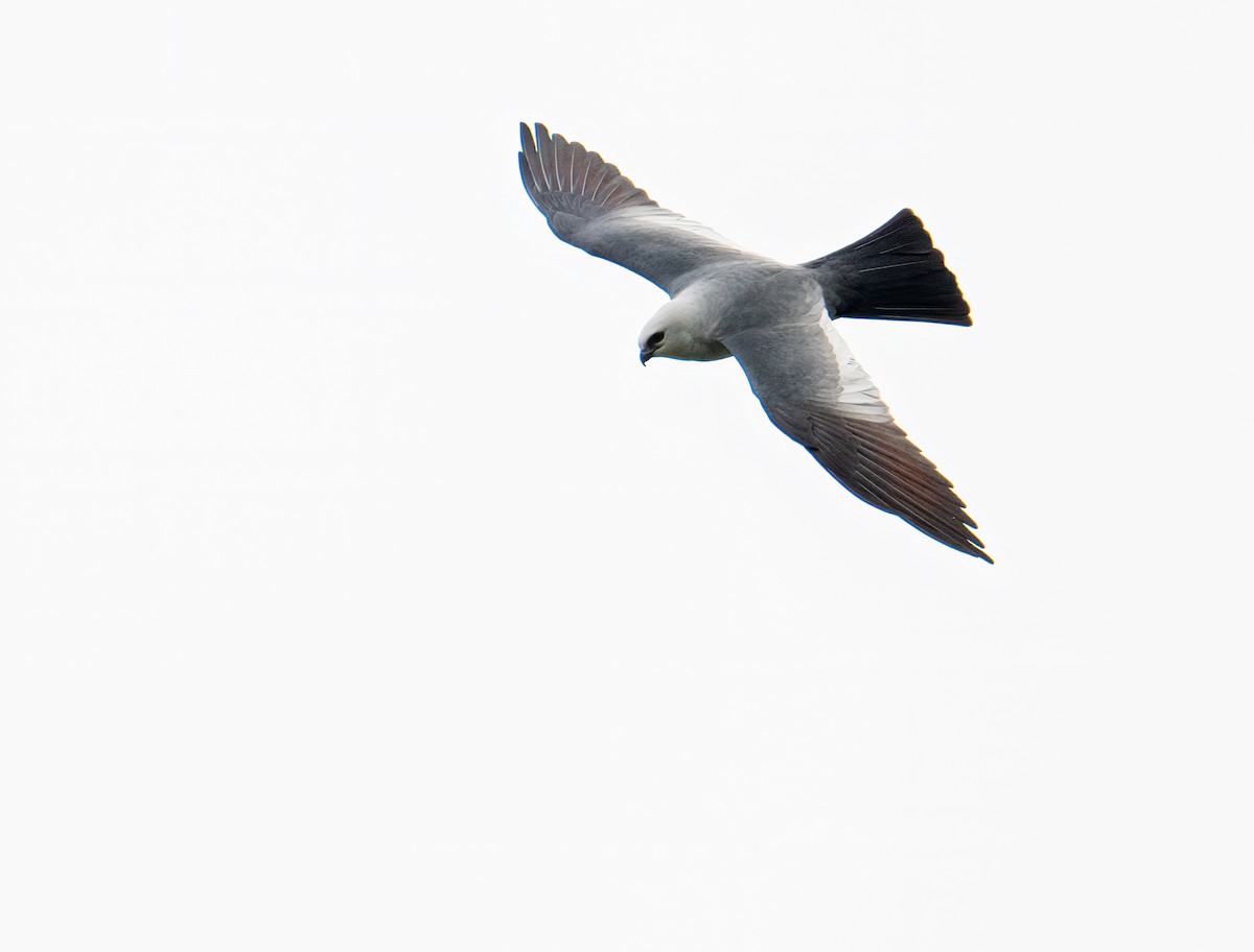 eBird Checklist 16 May 2023 Bachman Sports Complex 24 species
