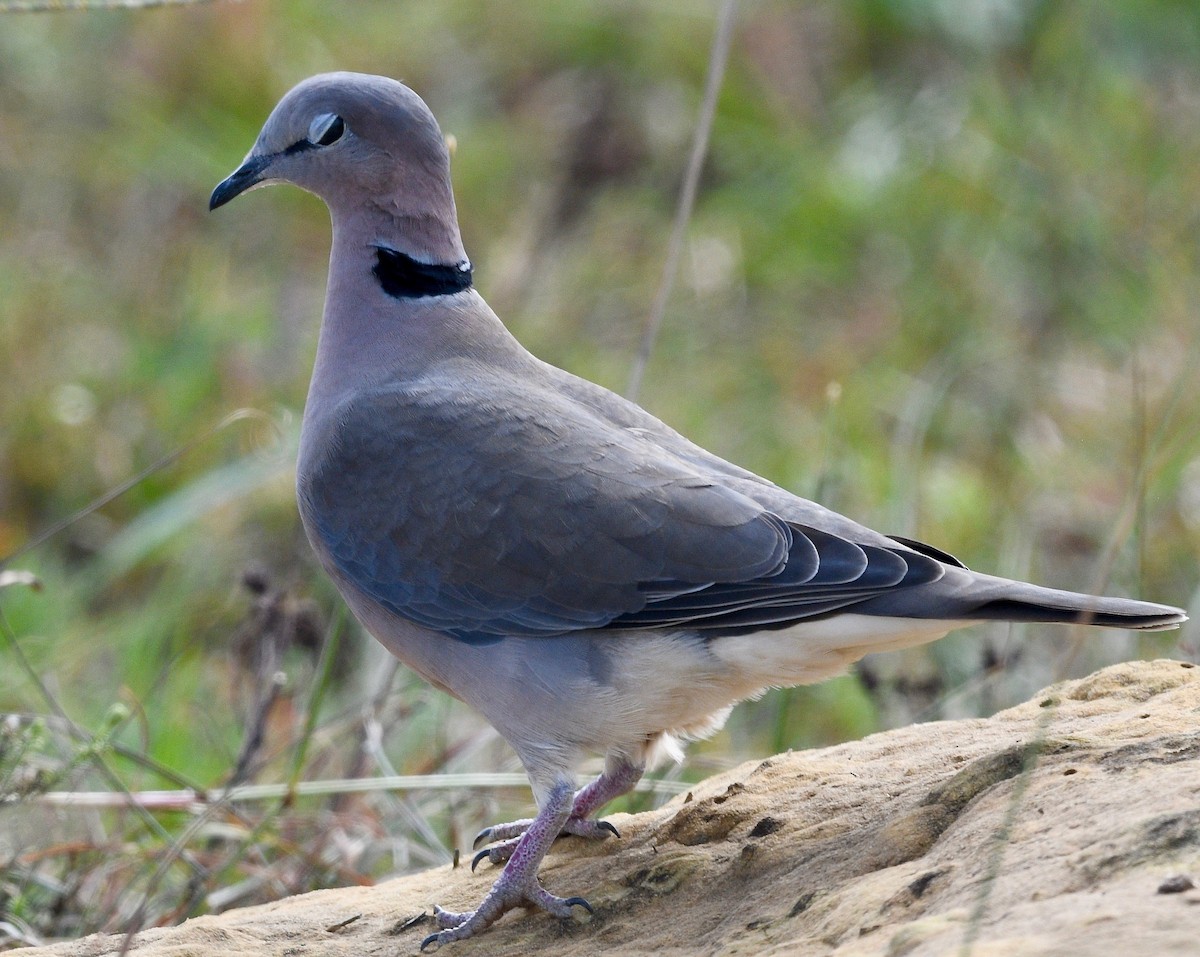Ring-necked Dove - Win Ahrens
