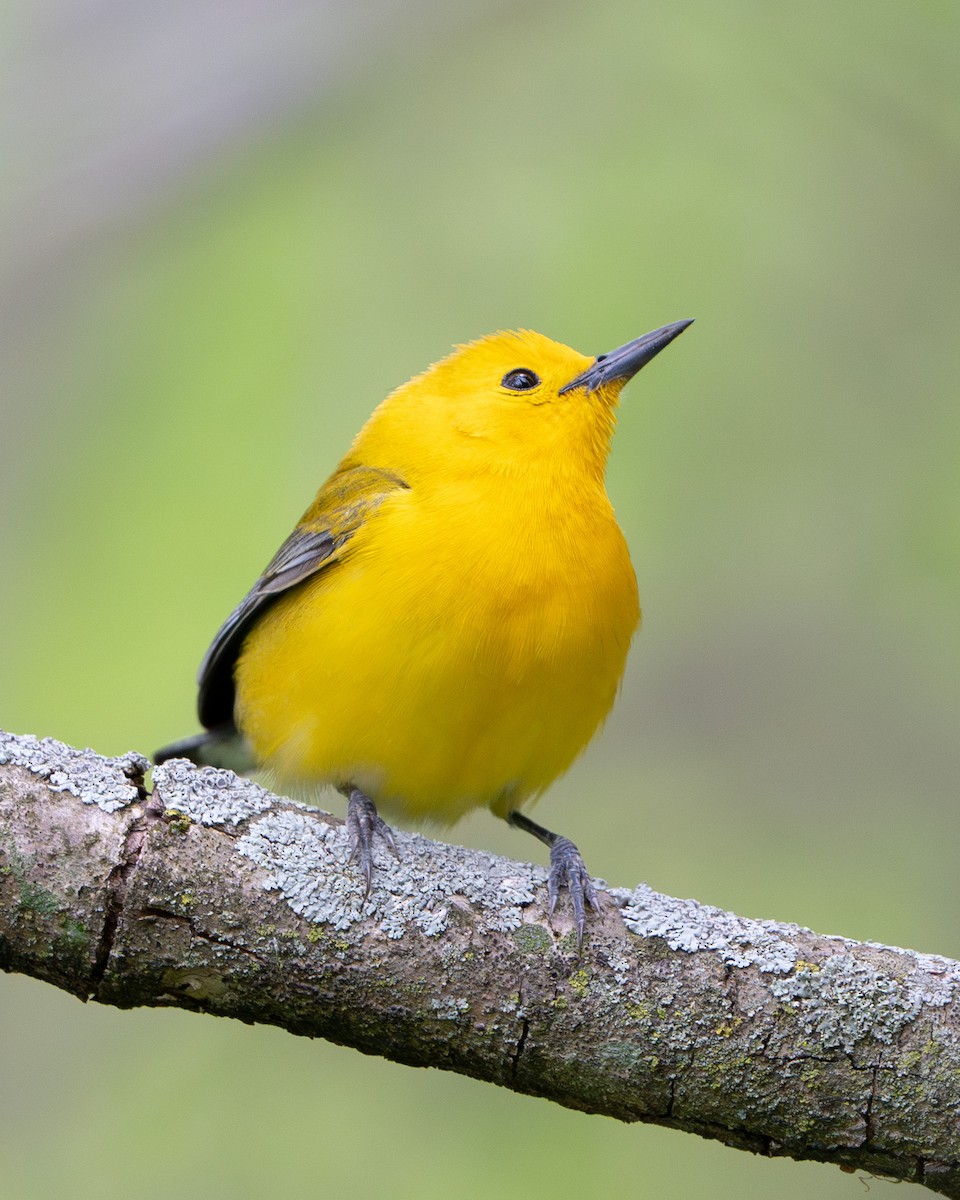 Prothonotary Warbler - ML574476251