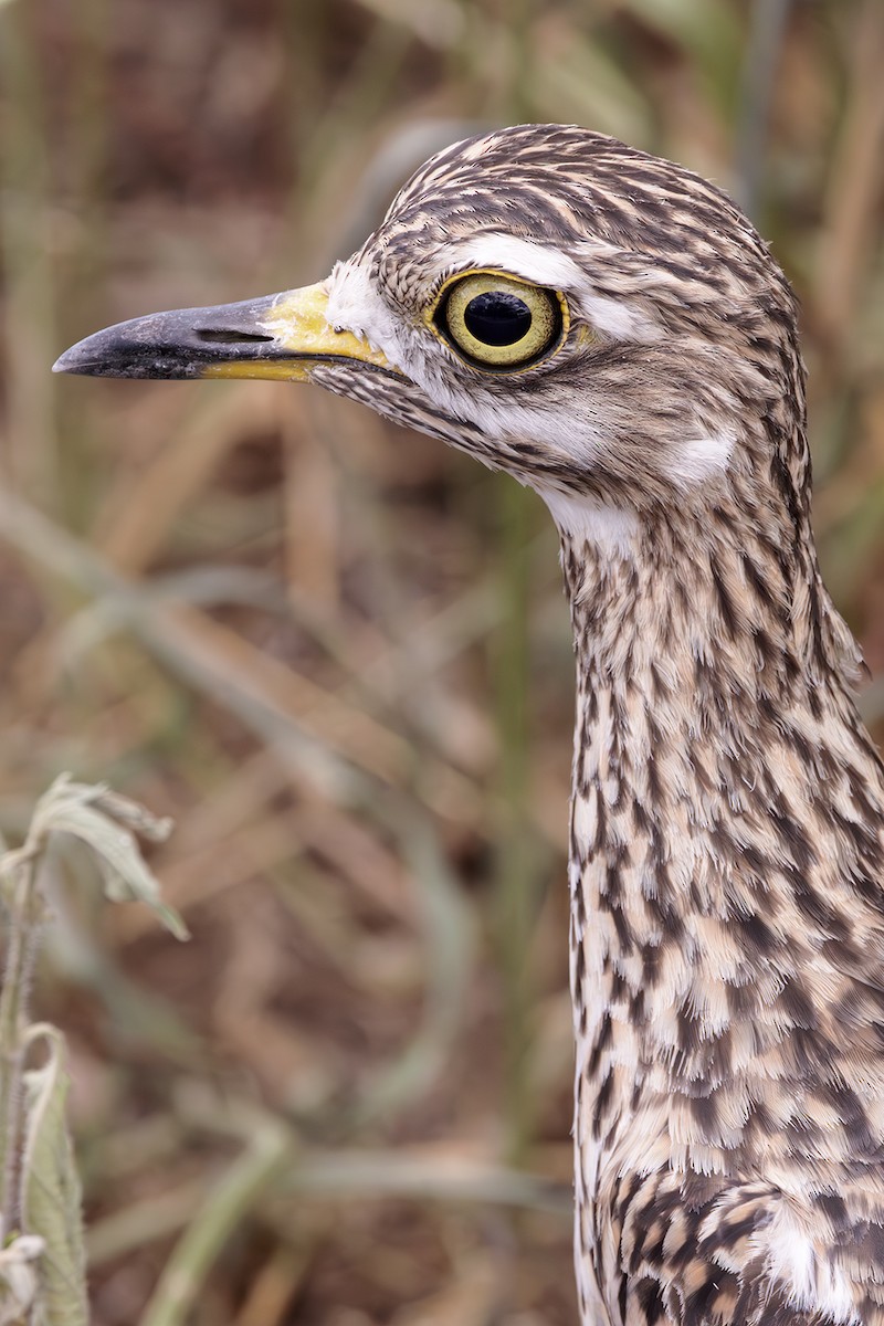 Spotted Thick-knee - ML574480911
