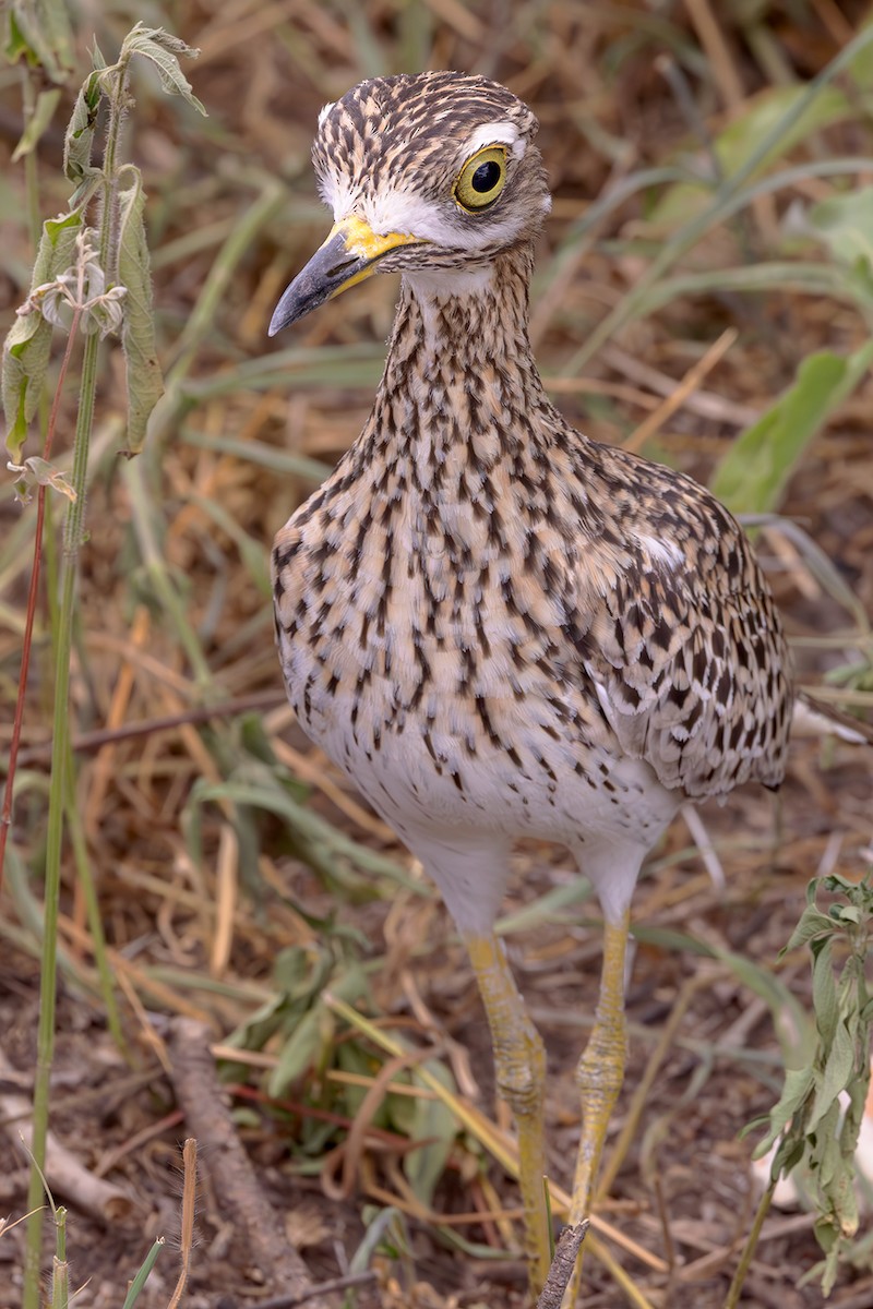 Spotted Thick-knee - ML574480941