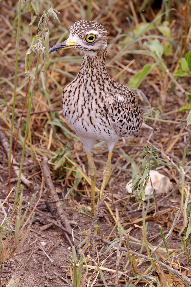 Spotted Thick-knee - ML574480991