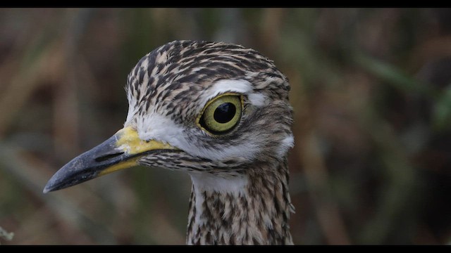 Spotted Thick-knee - ML574481111