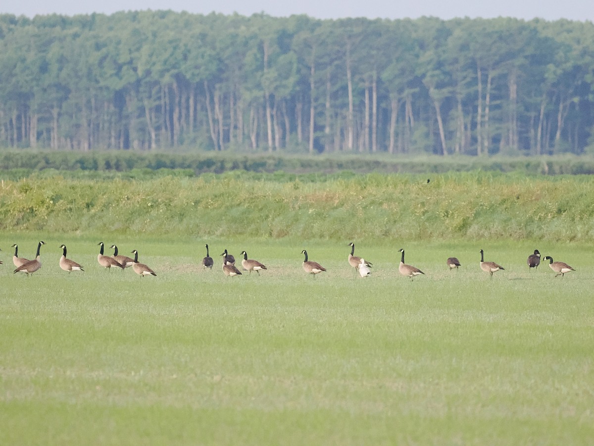 eBird Checklist 19 May 2023 Bald Knob NWR 73 species (+1 other taxa)