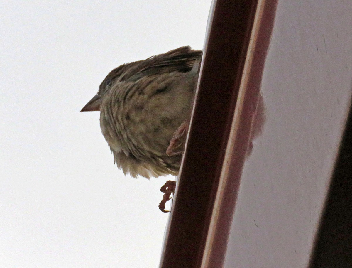 Eurasian Tree Sparrow - ML574483961