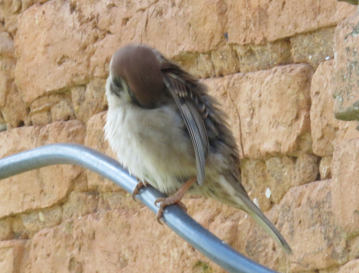 Eurasian Tree Sparrow - ML574483971