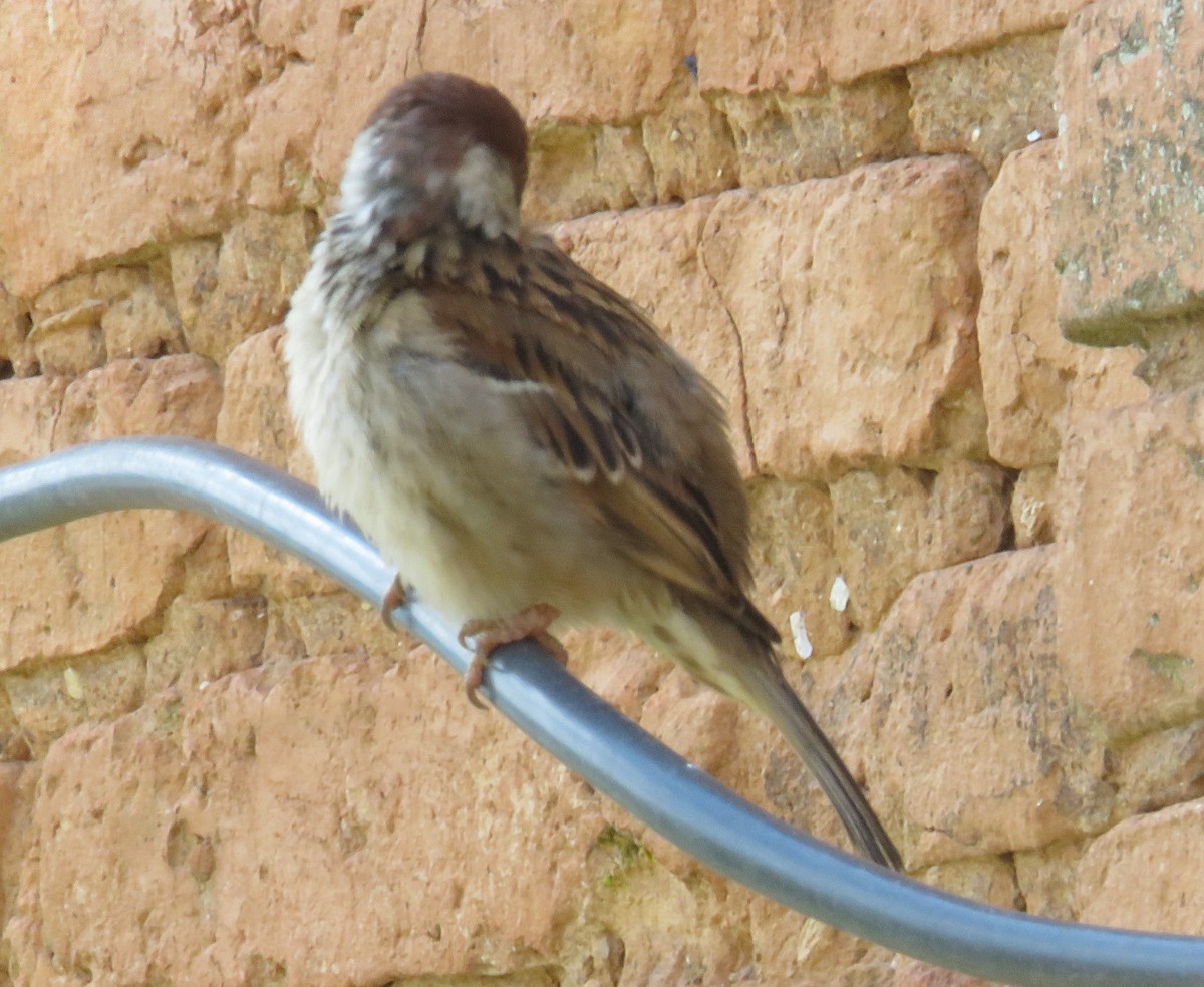 Eurasian Tree Sparrow - ML574483981