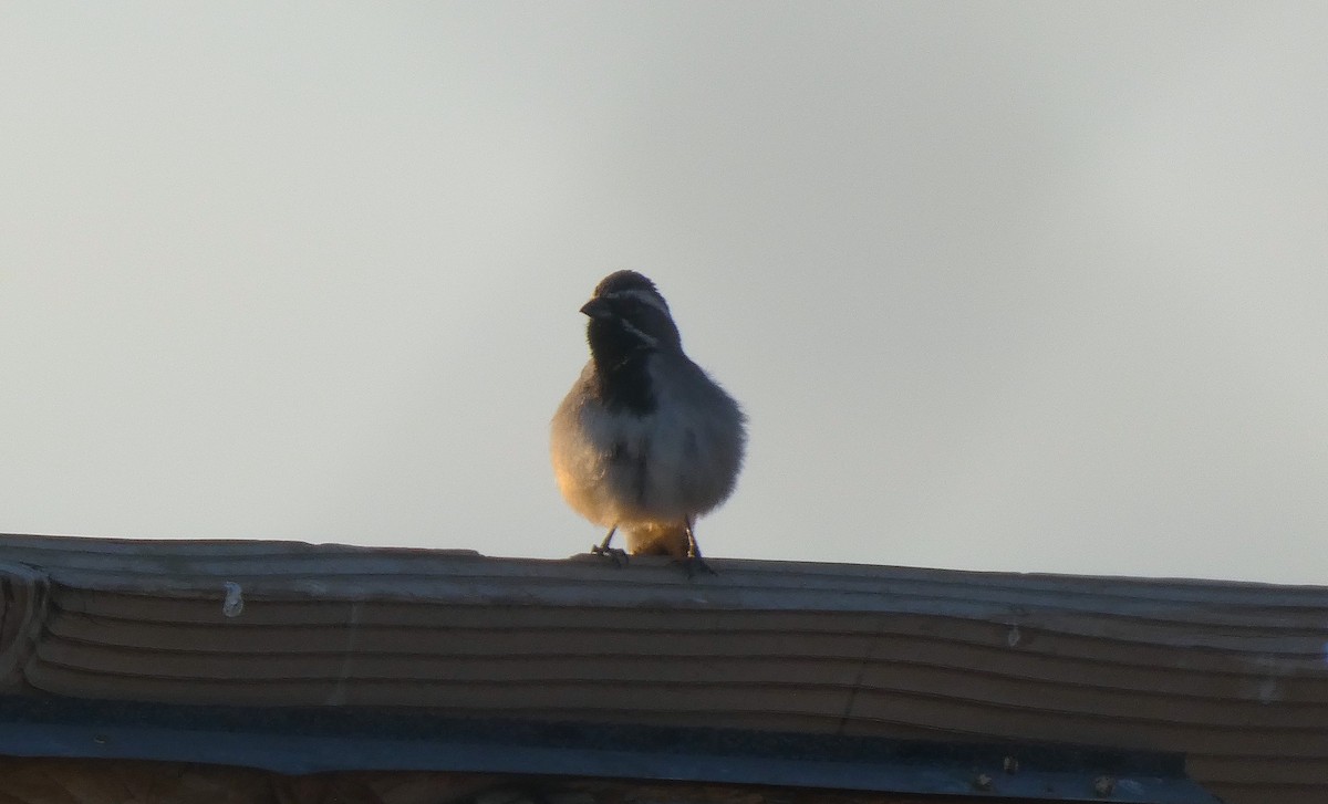 Black-throated Sparrow - ML574491821