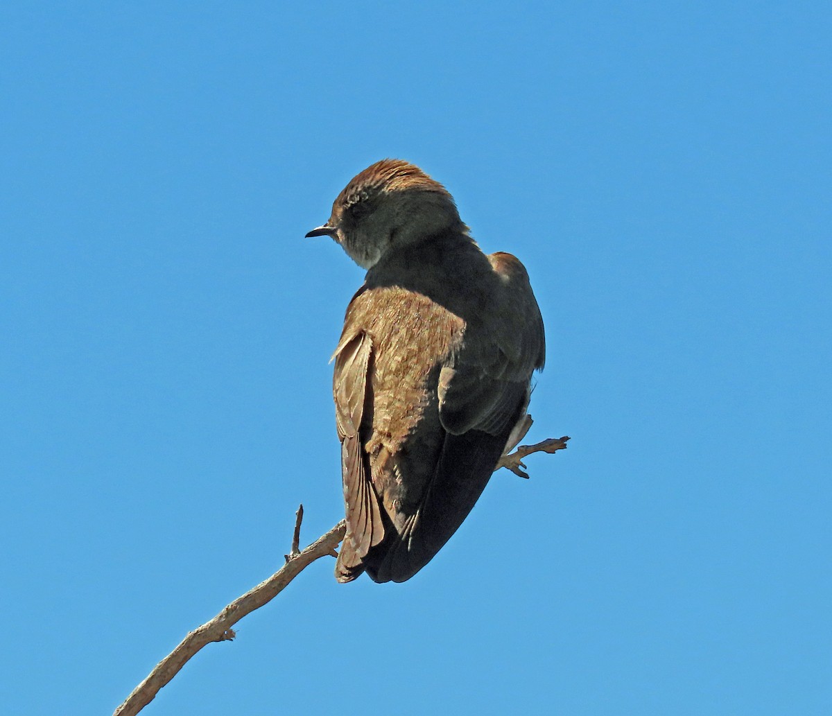 Northern Rough-winged Swallow - ML574491911