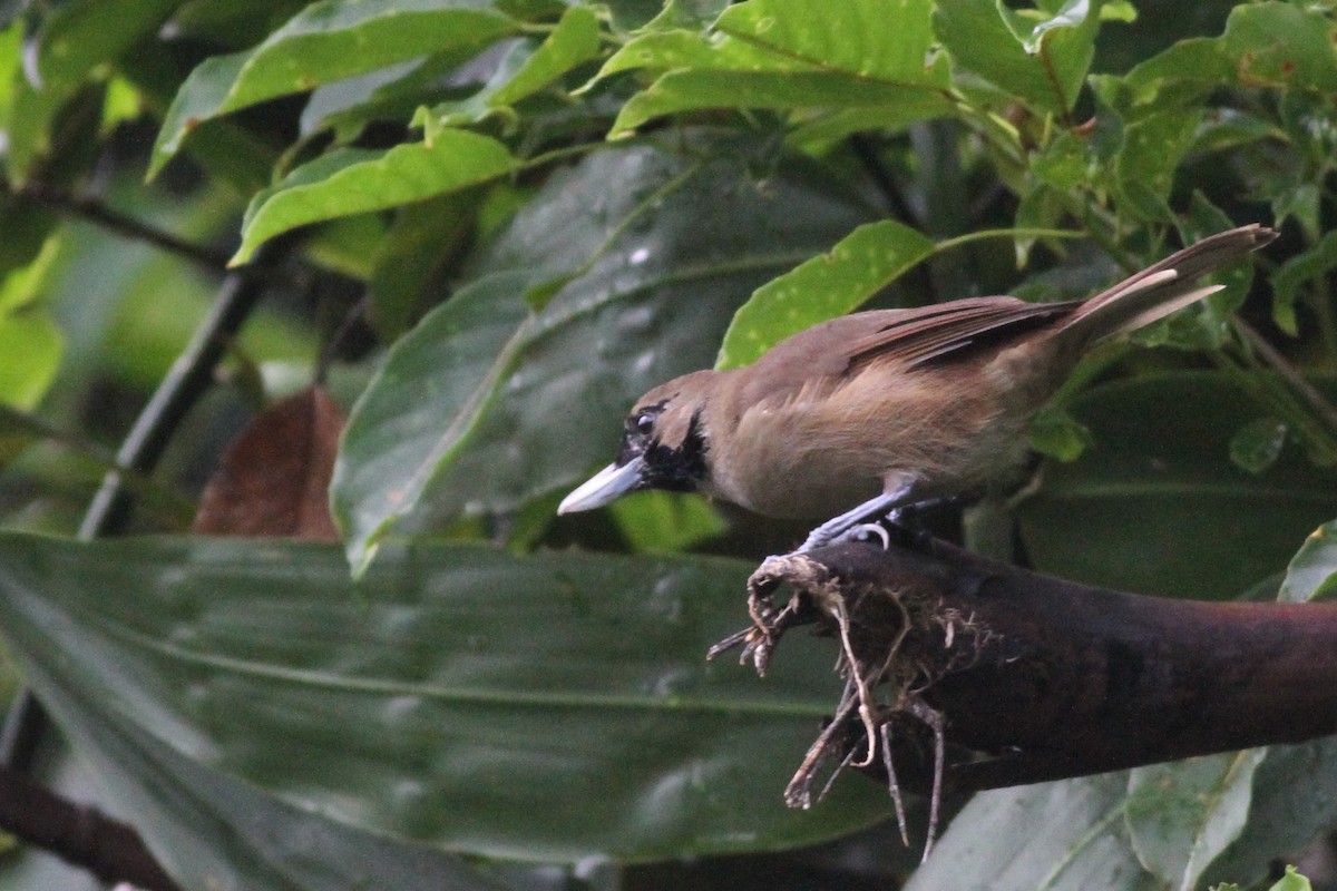 Black-throated Shrikebill - ML57449271