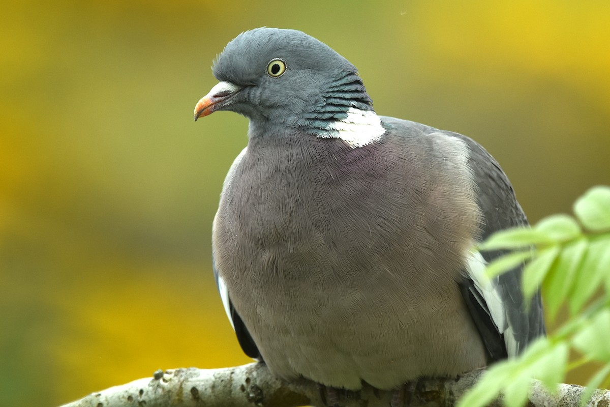 Common Wood-Pigeon - ML574498341