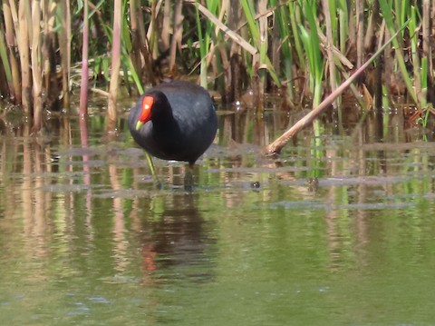 Common Gallinule - Ruth Bergstrom