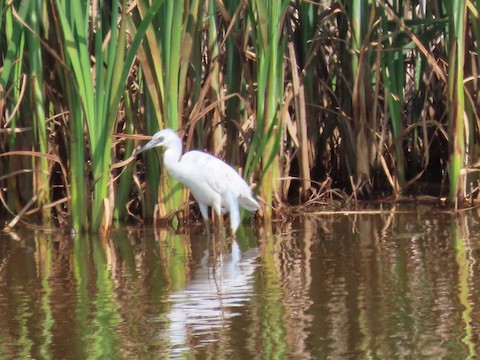 Little Blue Heron - Ruth Bergstrom