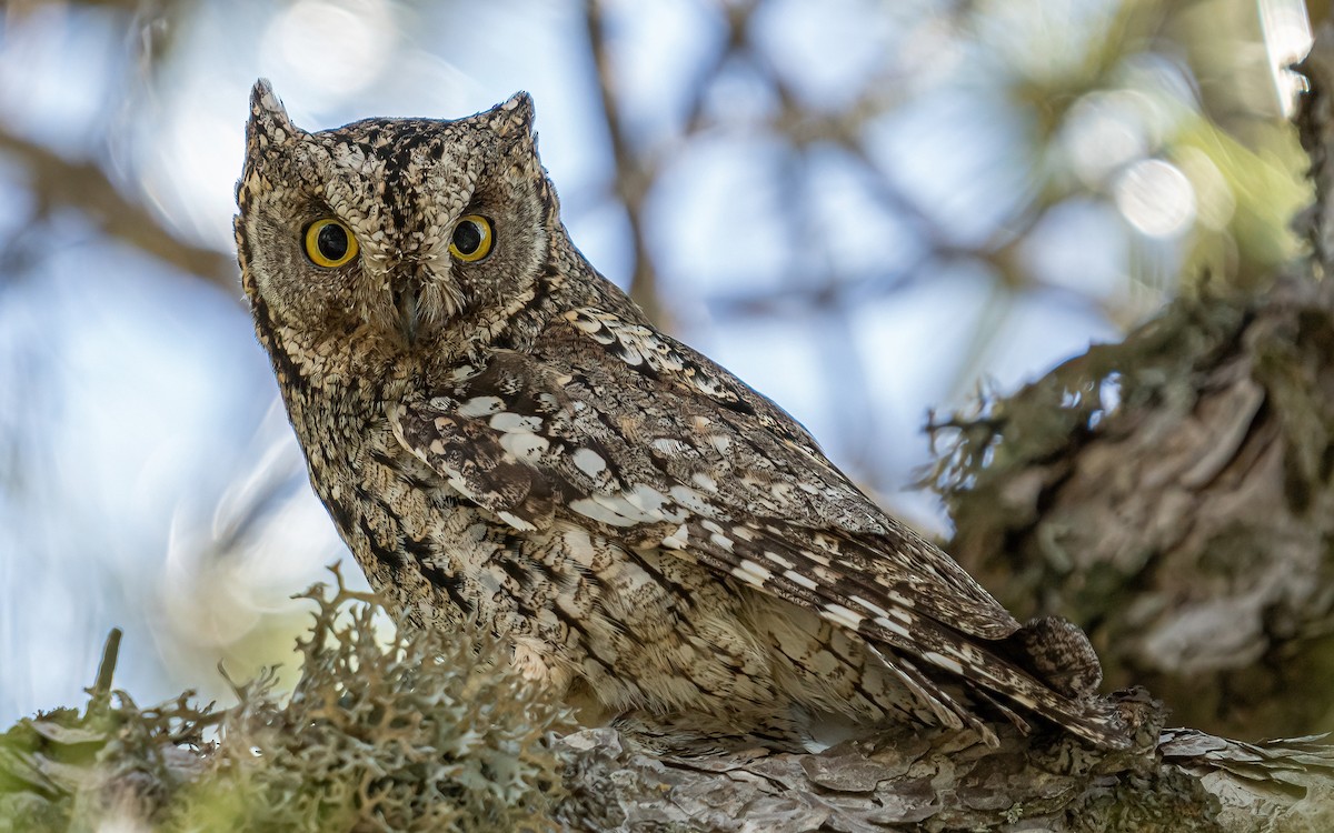Cyprus Scops-Owl - ML574505901