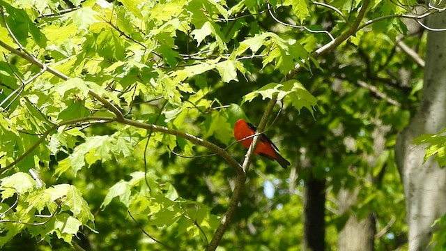 Scarlet Tanager - ML574509861
