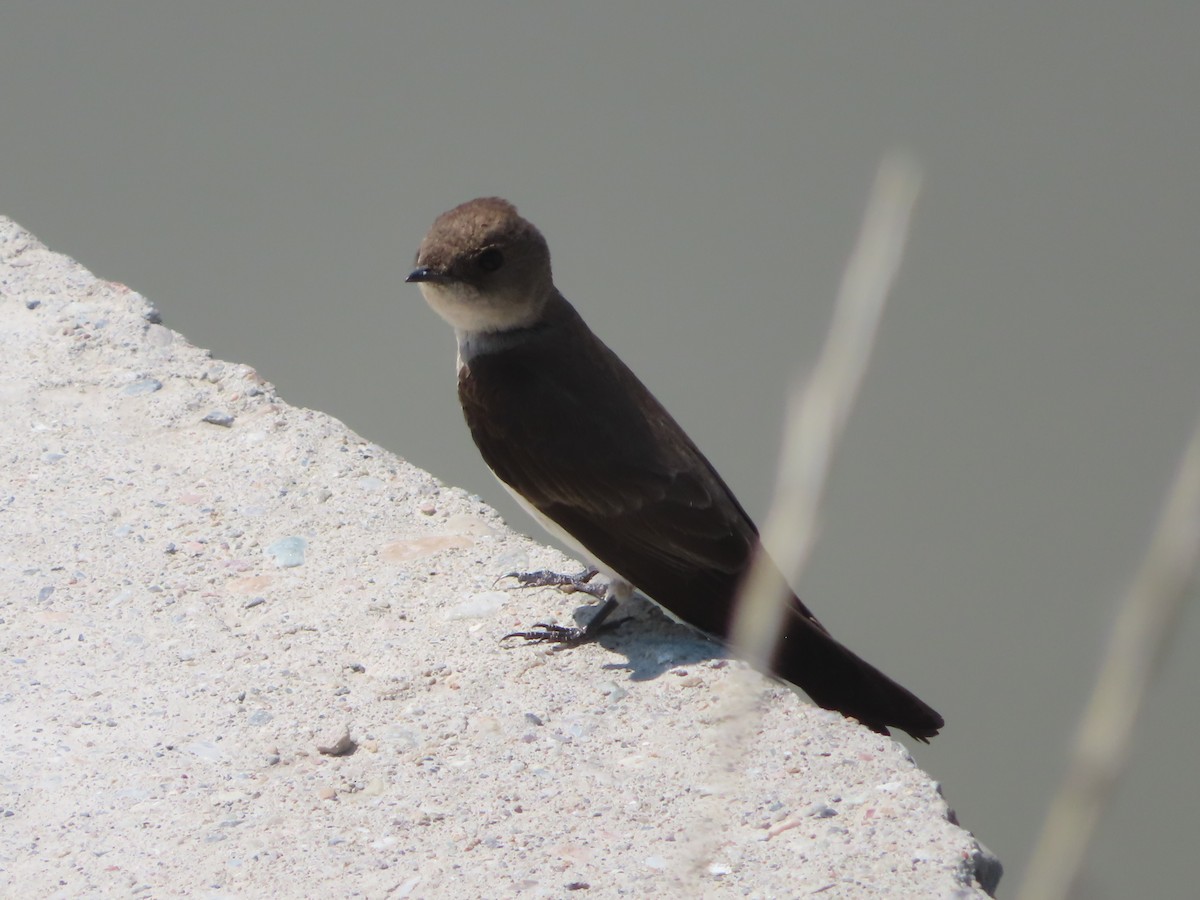Northern Rough-winged Swallow - J.A. Jensen