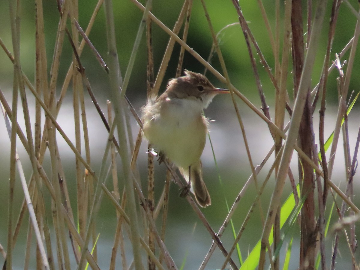 Common Reed Warbler - ML574515371