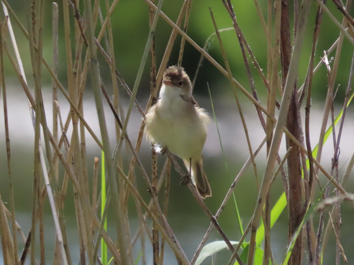 Common Reed Warbler - ML574515381