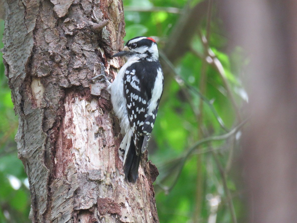 Downy Woodpecker (Eastern) - ML574518471