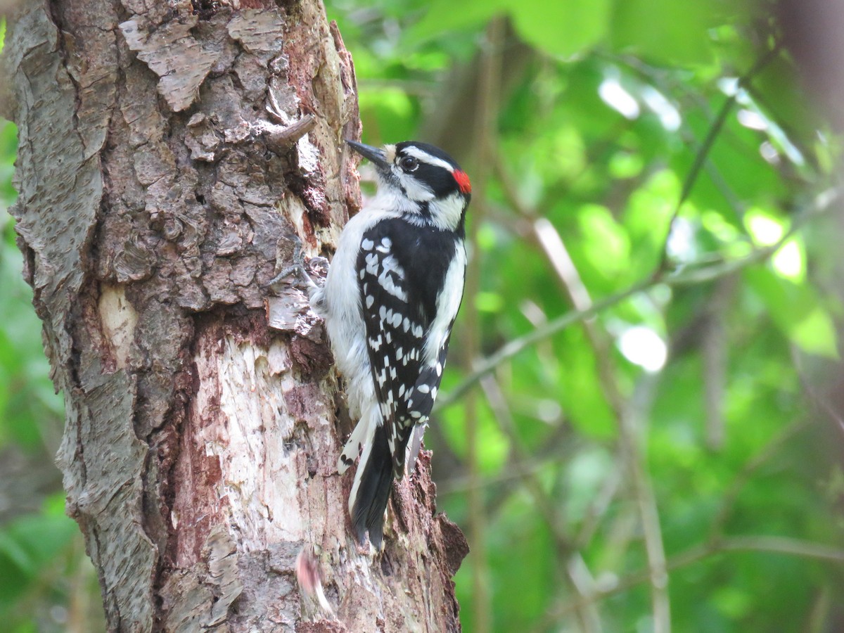 Downy Woodpecker (Eastern) - ML574518481