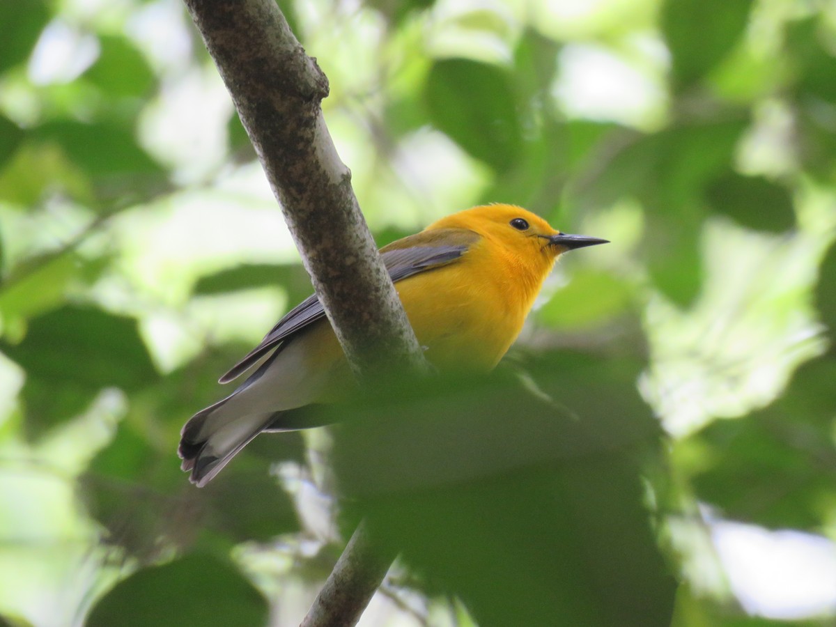 Prothonotary Warbler - ML574518571