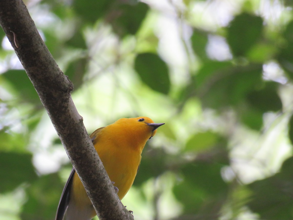 Prothonotary Warbler - ML574518591