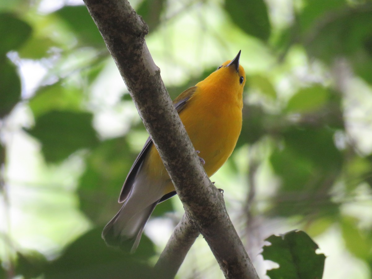 Prothonotary Warbler - ML574518631