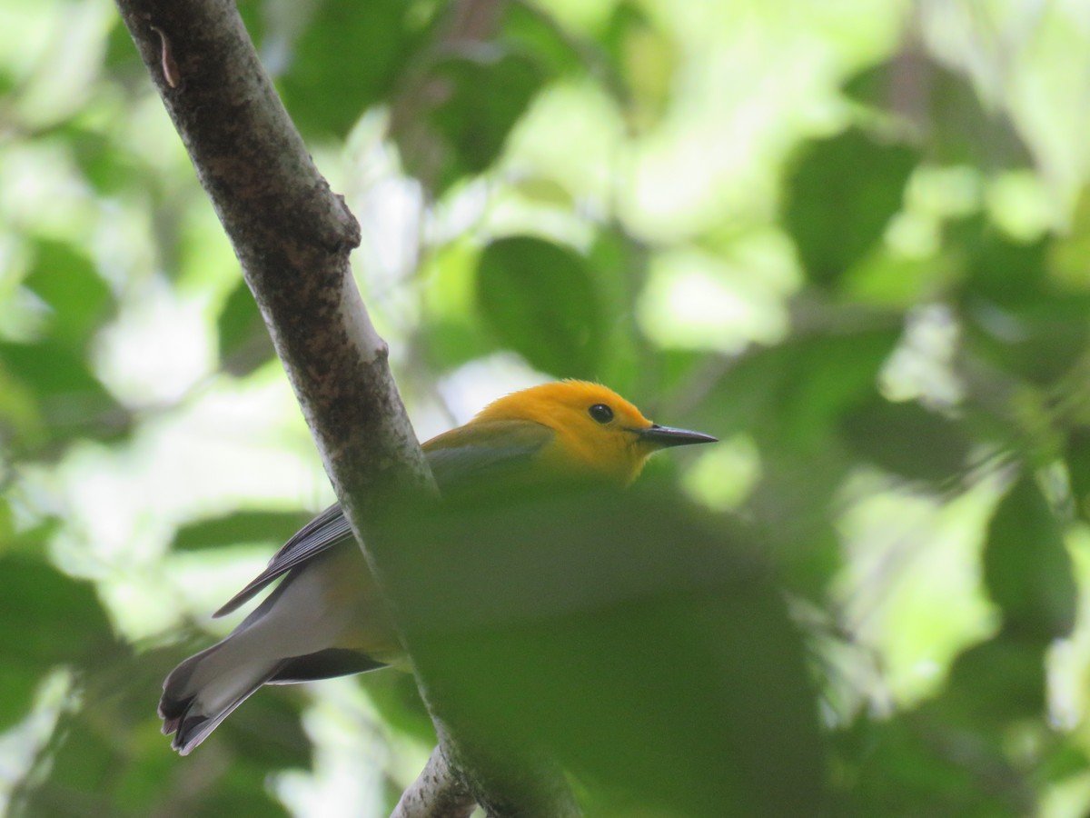 Prothonotary Warbler - ML574518641