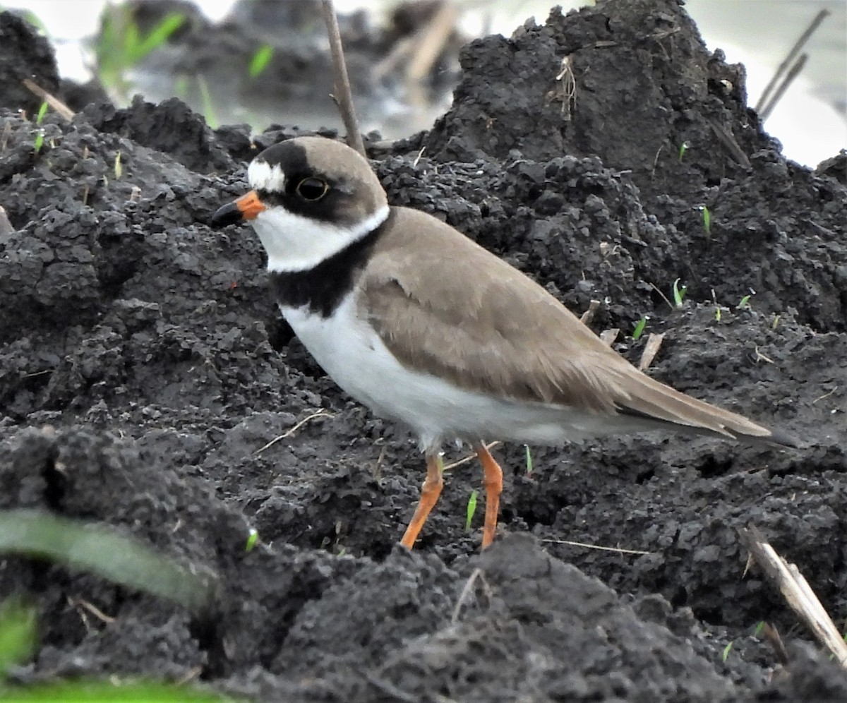 Semipalmated Plover - ML574520321