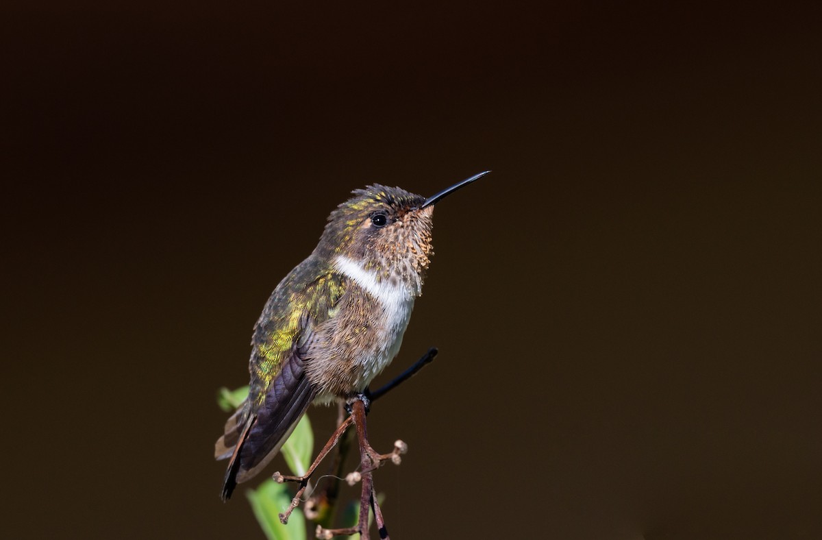 Scintillant Hummingbird - Jim Merritt