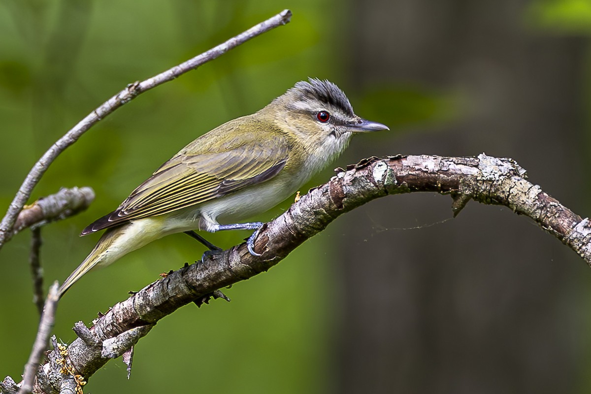 New York Breeding Bird Atlas Checklist - 19 May 2023 - Harriman SP ...